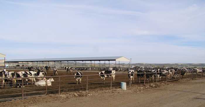 Kühe auf Frackingsand